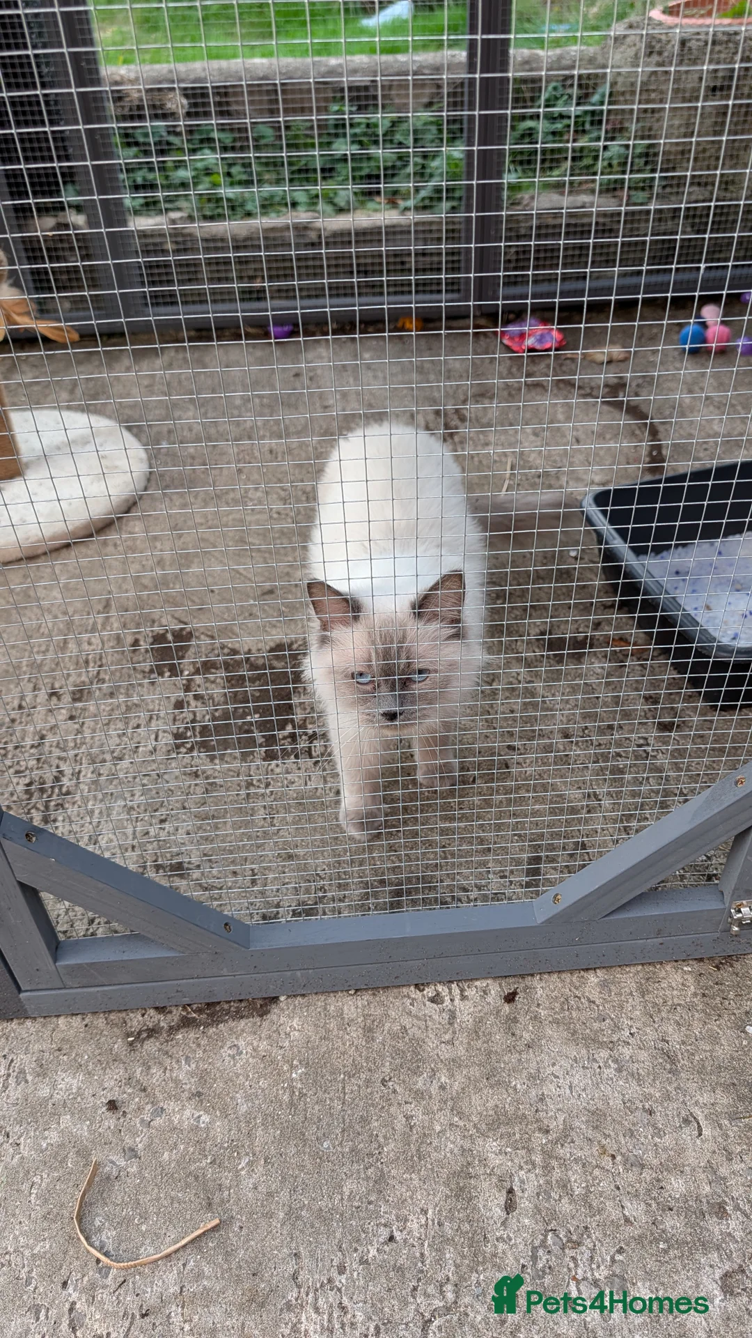 Ragdoll cats for sale: 3 year old seal point Ragdoll for sale  - Advert 2