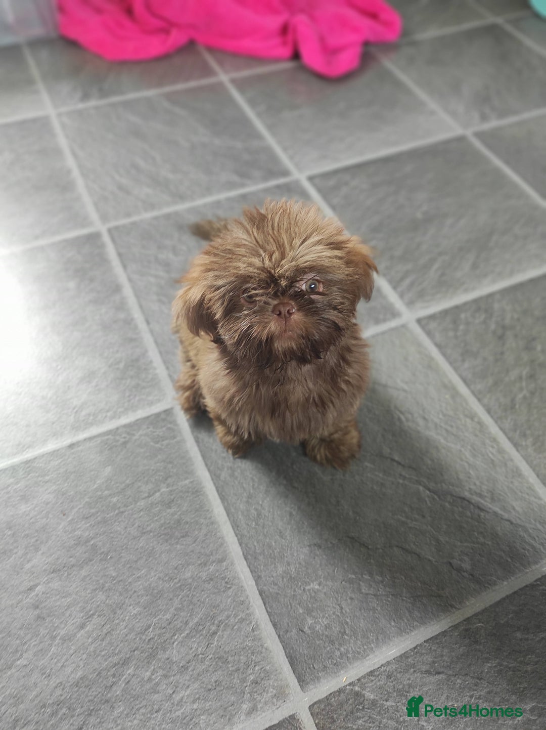 Shih Tzu dogs for sale: Imperial Shih Tzu - Advert 6