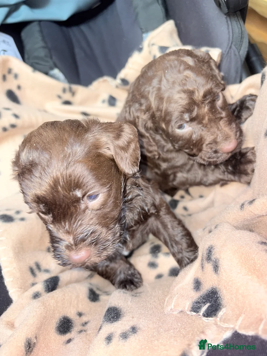 Cockapoo dogs for sale: Cockapoo puppys - Advert 8