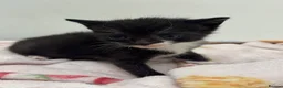 Mixed Breed cats for sale: 7 Beautiful Kittens Looking for New Homes - Advert 5