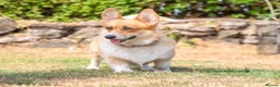 Welsh Corgi Pembroke dogs for sale: Show quality Pembrokeshire corgi READY NOW!!! - Advert 11