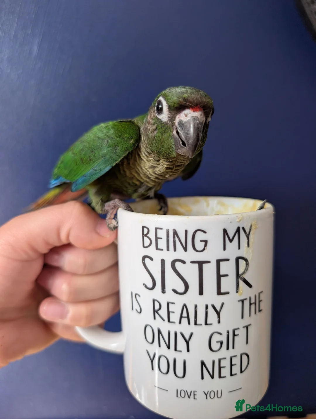 Conures birds for sale: Hand reared lovebirds and conures  - Advert 1