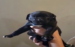 Mixed Breed dogs for sale: Labrastaff puppies for sale - Image 6