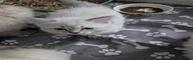 Ragdoll 3