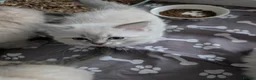 Ragdoll cats for sale: Kitten in Livingston - Advert 2