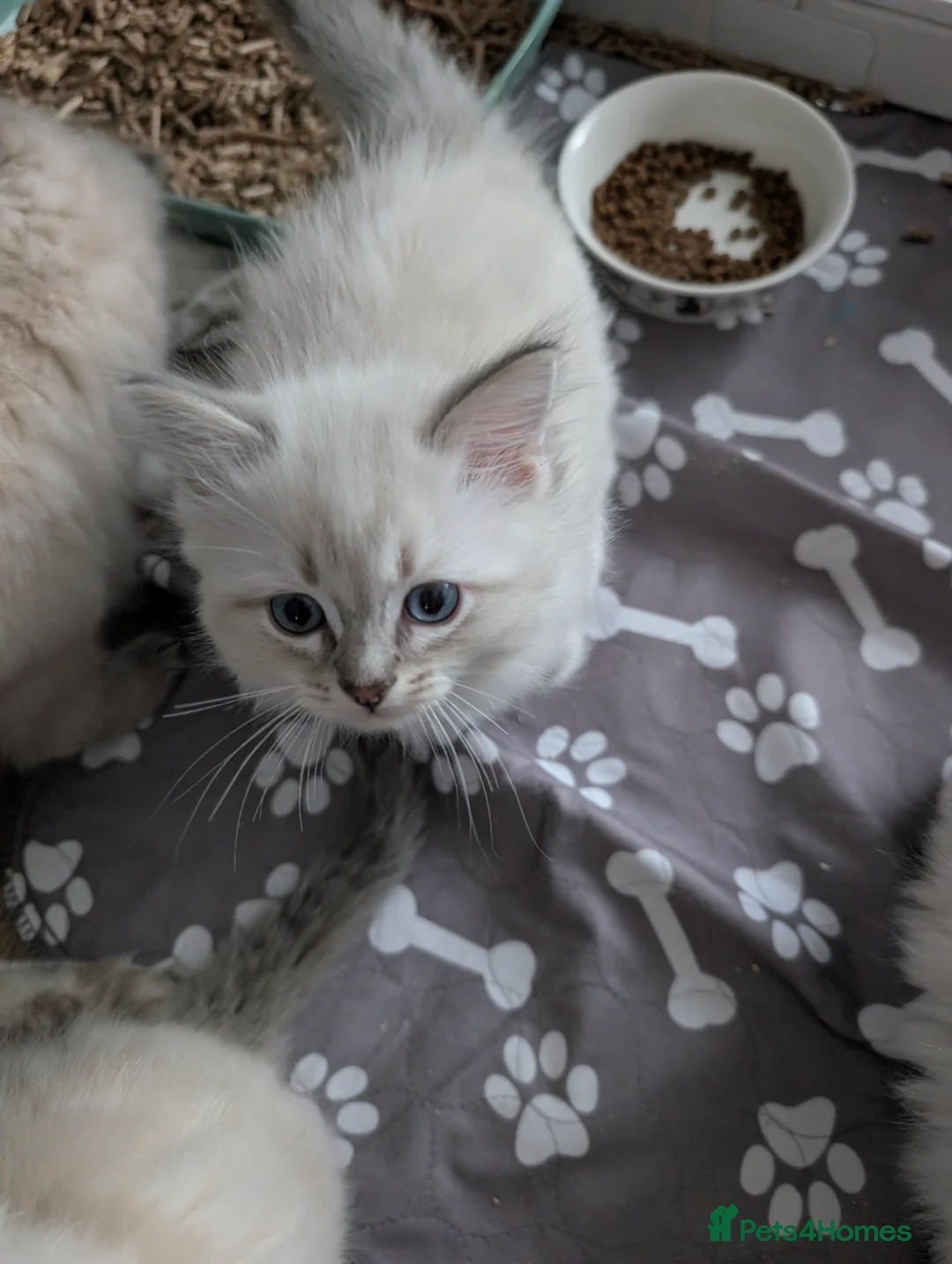 Ragdoll cats for sale: Kitten in Livingston - Advert 2