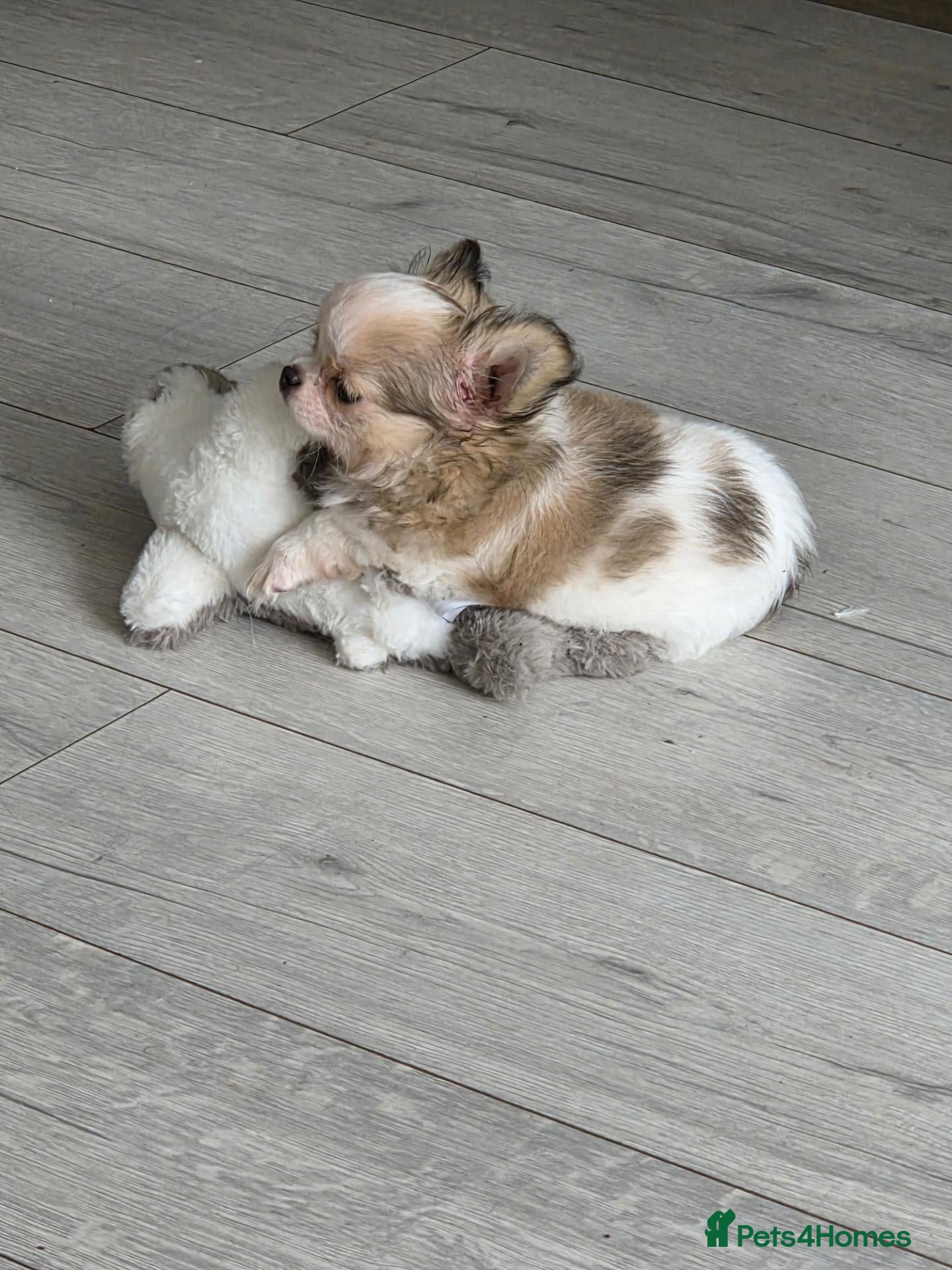 Chihuahua dogs Kcreg long coat boy - Advert 2
