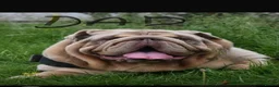 English Bulldog dogs for sale: English bulldog  - Advert 5