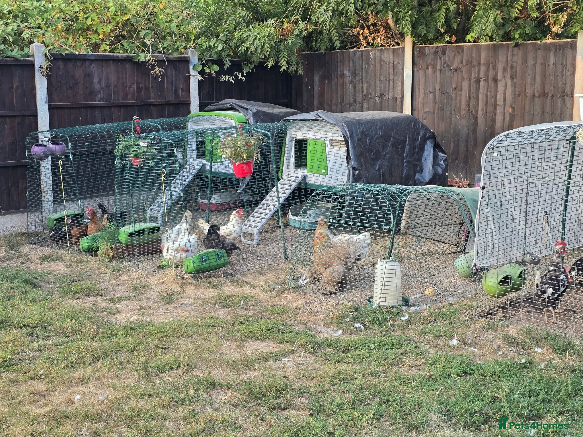 Chickens poultry Flock for new home  - Advert 2