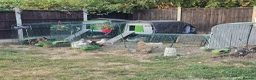 Chickens poultry for sale: Flock for new home  - Advert 1