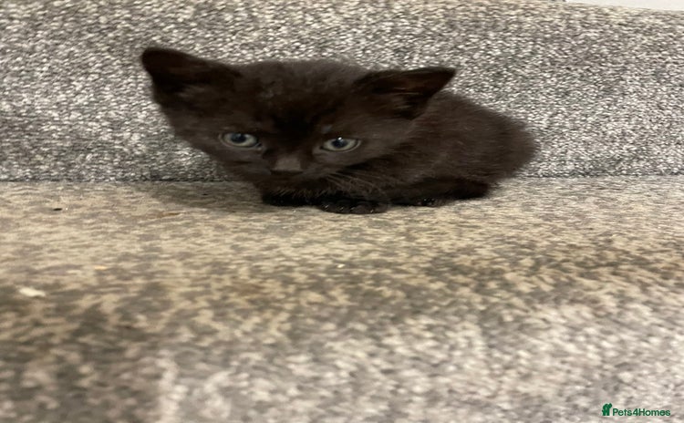 British Shorthair cats - Advert 1