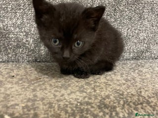 British Shorthair cats for sale - Advert 1