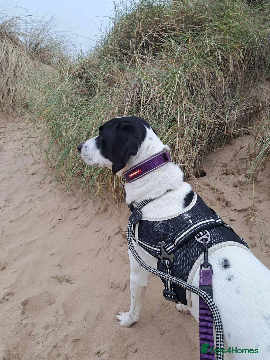 Pointer dogs for adoption: Charlie is looking for his forever home  - Image 4