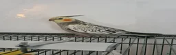 Cockatiels birds for sale: Female (DNA confirmed) Cockatiel Hatched 2nd March - Advert 3