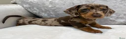Miniature Dachshund dogs for sale: Miniature Dachshund puppies for sale - Advert 20