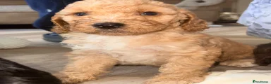 Cockapoo 7
