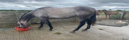 Other Breed horses for sale: For loan to approved home only !! - Advert 2