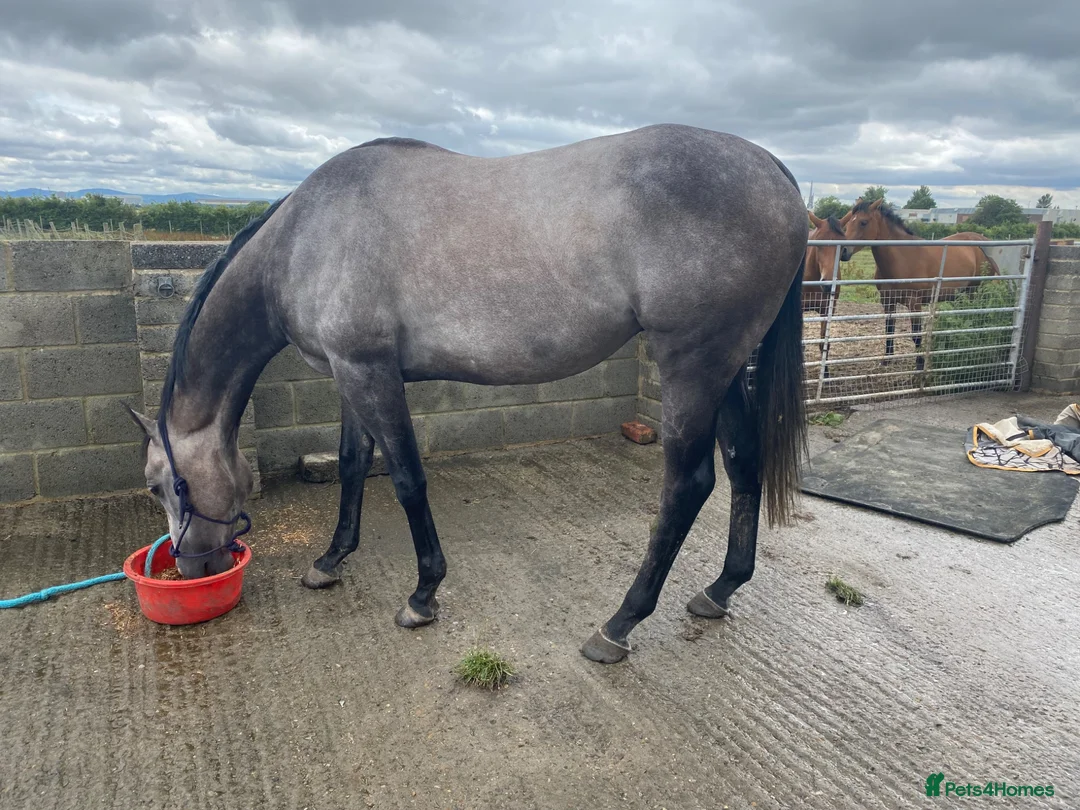 Other Breed horses for sale: For loan to approved home only !! - Advert 2