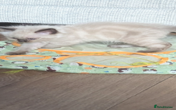 Ragdoll cats for sale: 5 Ragdoll Kittens for Sale - Image 22