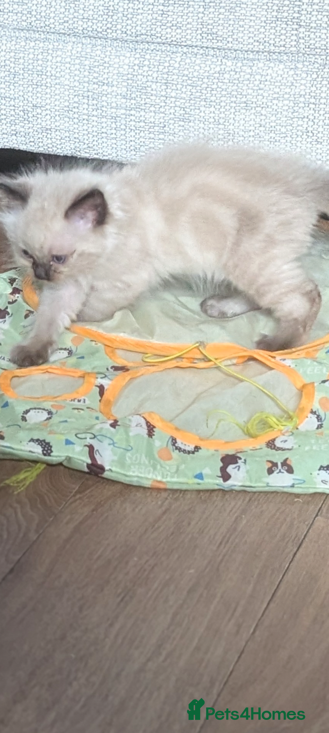Ragdoll cats for sale: 5 Ragdoll Kittens for Sale - Image 22