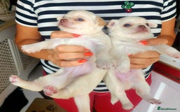 Chihuahua dogs for sale: Two stunning white chihuahuas - Image 2