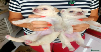 Chihuahua dogs - Advert 10