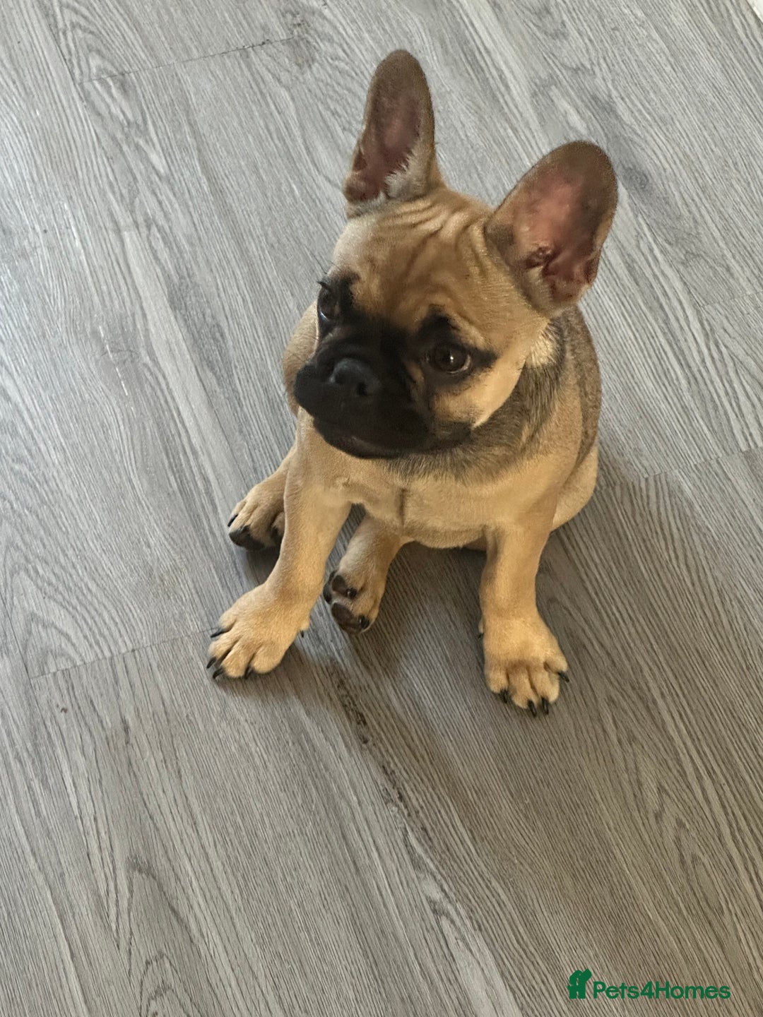 French Bulldog dogs for sale: French Bulldog - Image 9