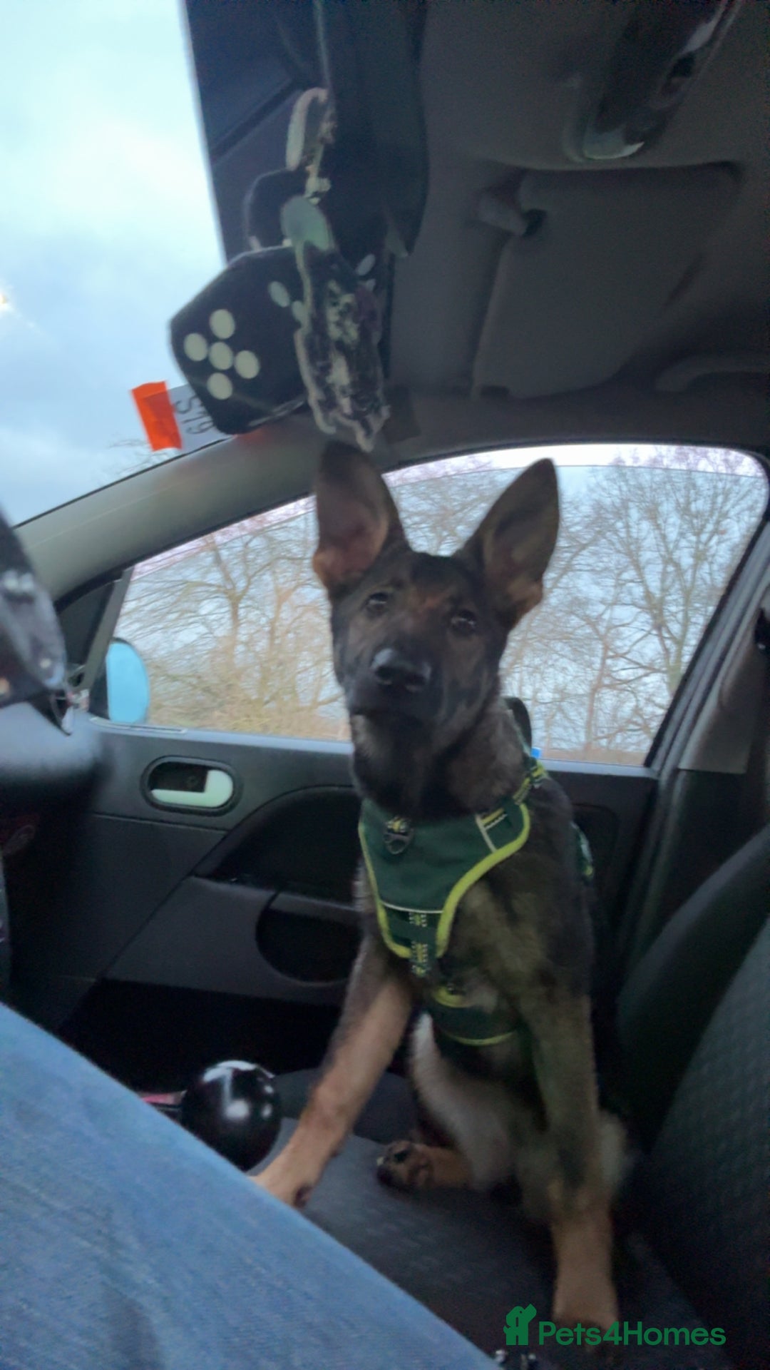 German Shepherd dogs for sale: German shepherd puppy - Advert 6