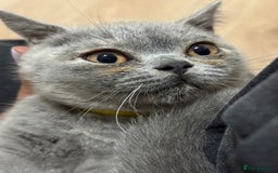 British Shorthair cats for sale: 🏡 Vaccinated Bsh kittens - GCCF parents - Image 19