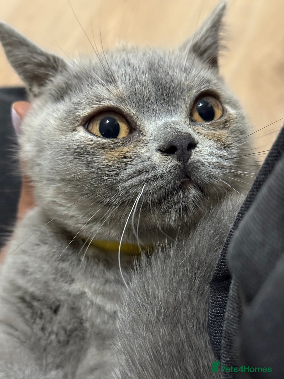 British Shorthair cats for sale: 🏡 Vaccinated Bsh kittens - GCCF parents - Image 19