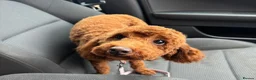 Toy Poodle dogs for sale: ✨ TOY POODLE READY TO LEAVE ❤️ - Advert 7