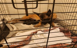Belgian Shepherd Dog dogs for sale: Malinois x dutch herder  - Image 8