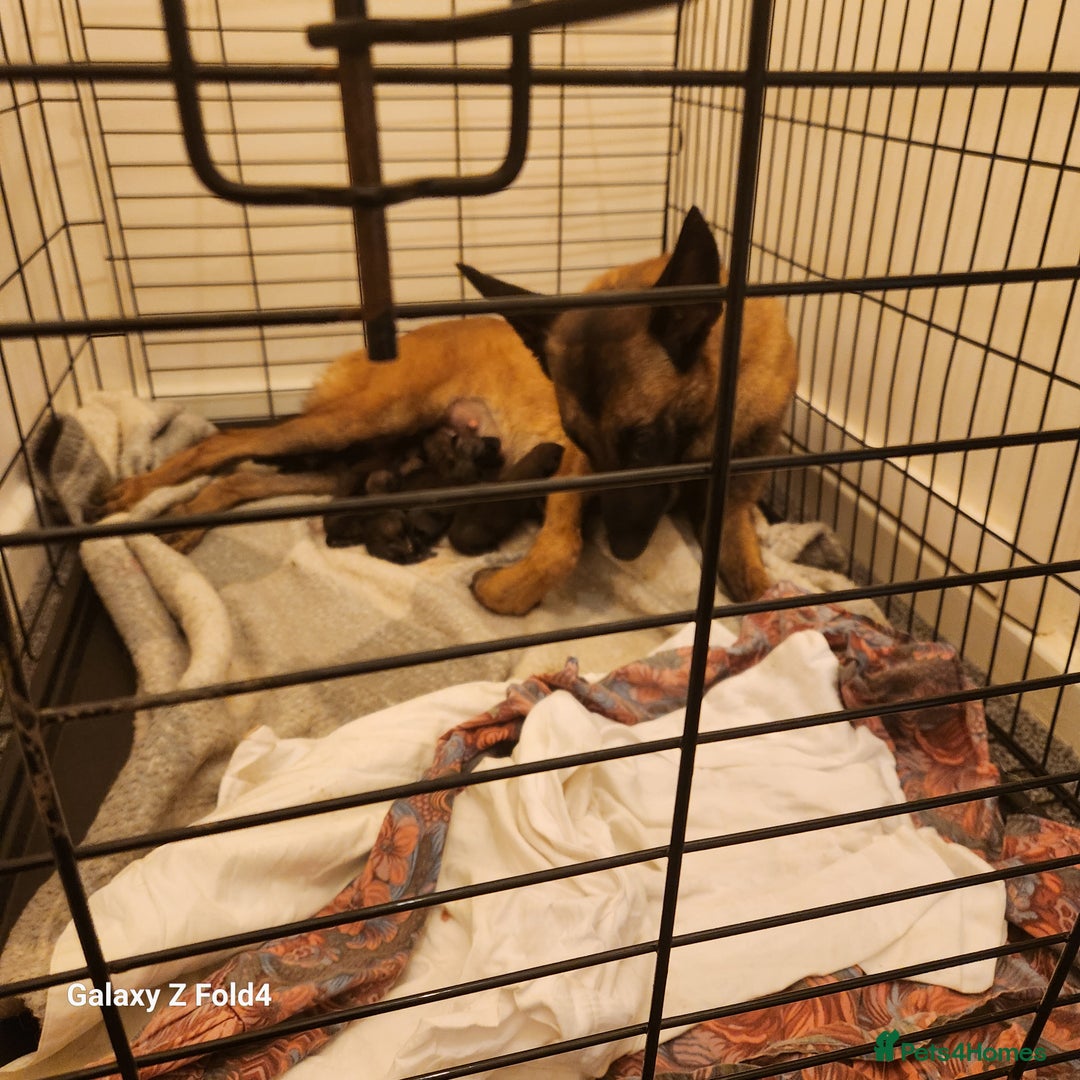 Belgian Shepherd Dog dogs for sale: Malinois x dutch herder  - Image 8