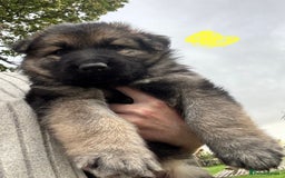 German Shepherd dogs for sale: German shepherd puppies  - Image 12