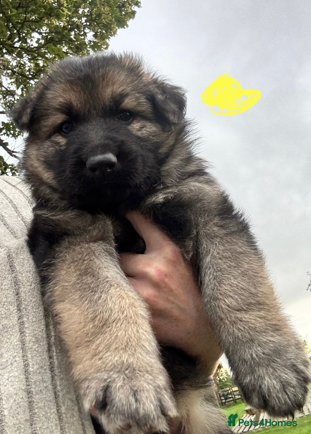 German Shepherd dogs for sale: German shepherd puppies  - Image 12