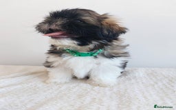 Shih Tzu dogs for sale: Beautiful Shih tzu puppies 🫶🏼 - Image 11