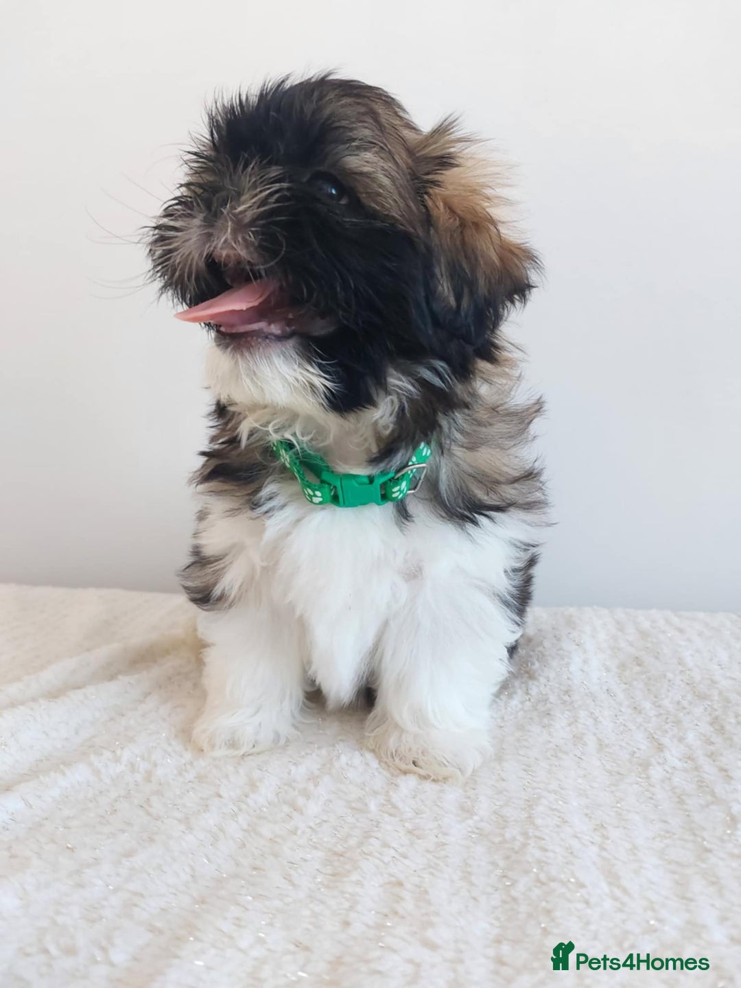 Shih Tzu dogs for sale: Beautiful Shih tzu puppies 🫶🏼 - Image 11