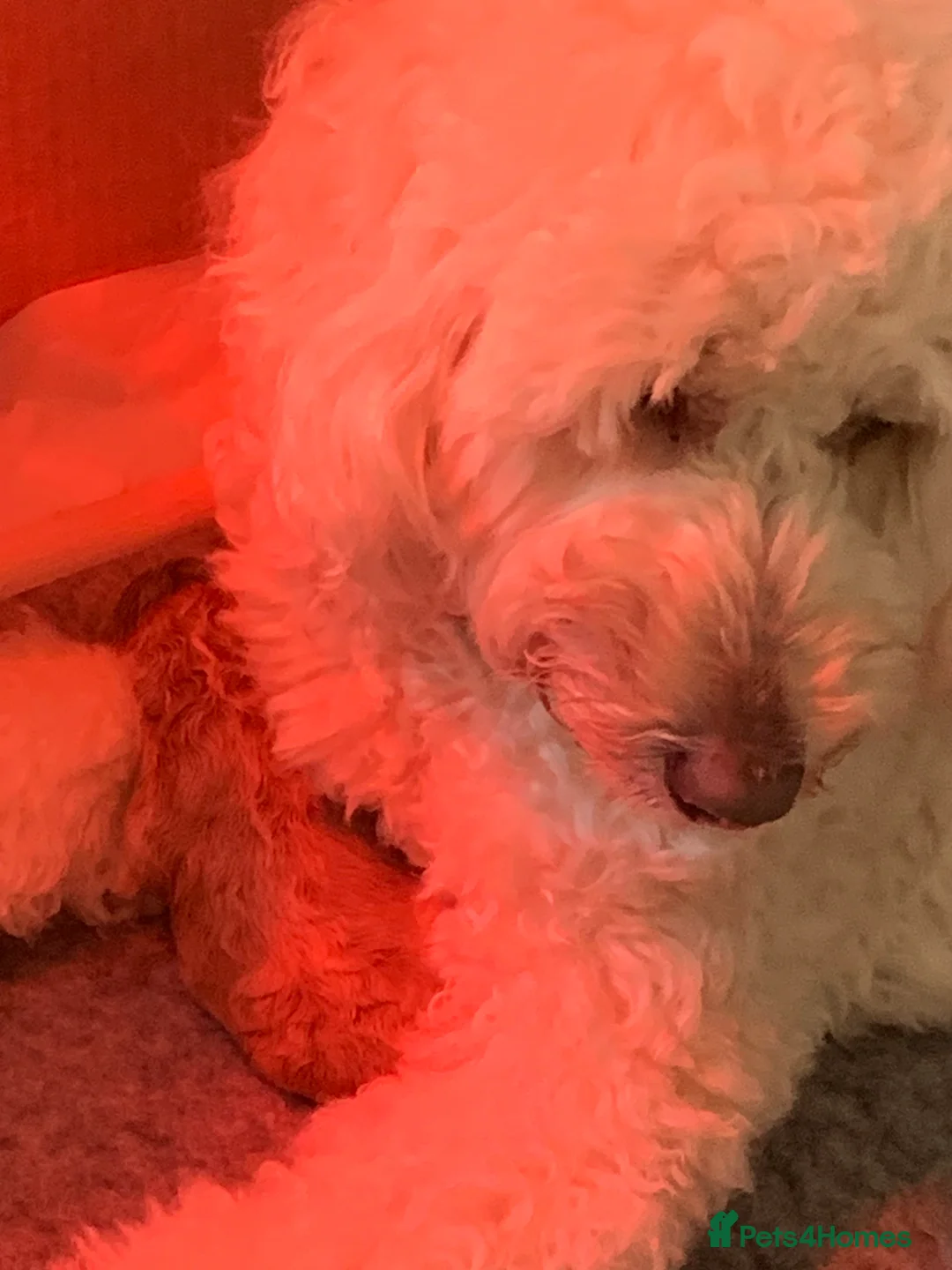 Goldendoodle dogs for sale: Goldendoodle/double doodle - Advert 1