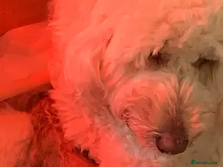 Goldendoodle dogs Goldendoodle/double doodle - Advert 1