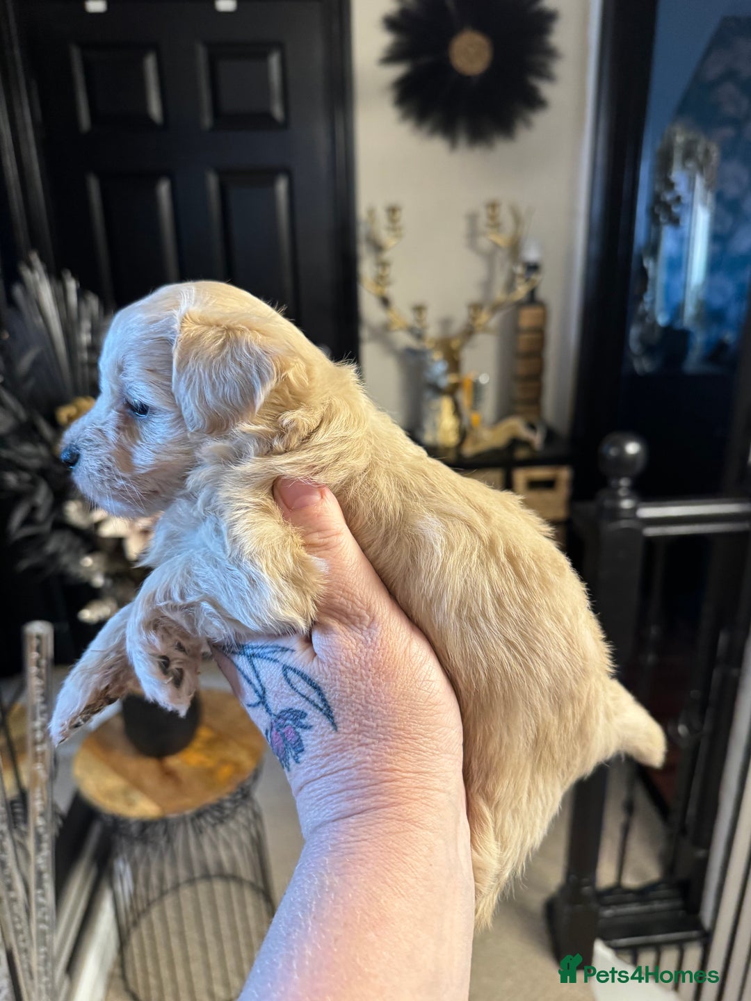 Maltipoo dogs for sale: TEDDY BEAR MALTIPOO PUPPIES  - Image 12