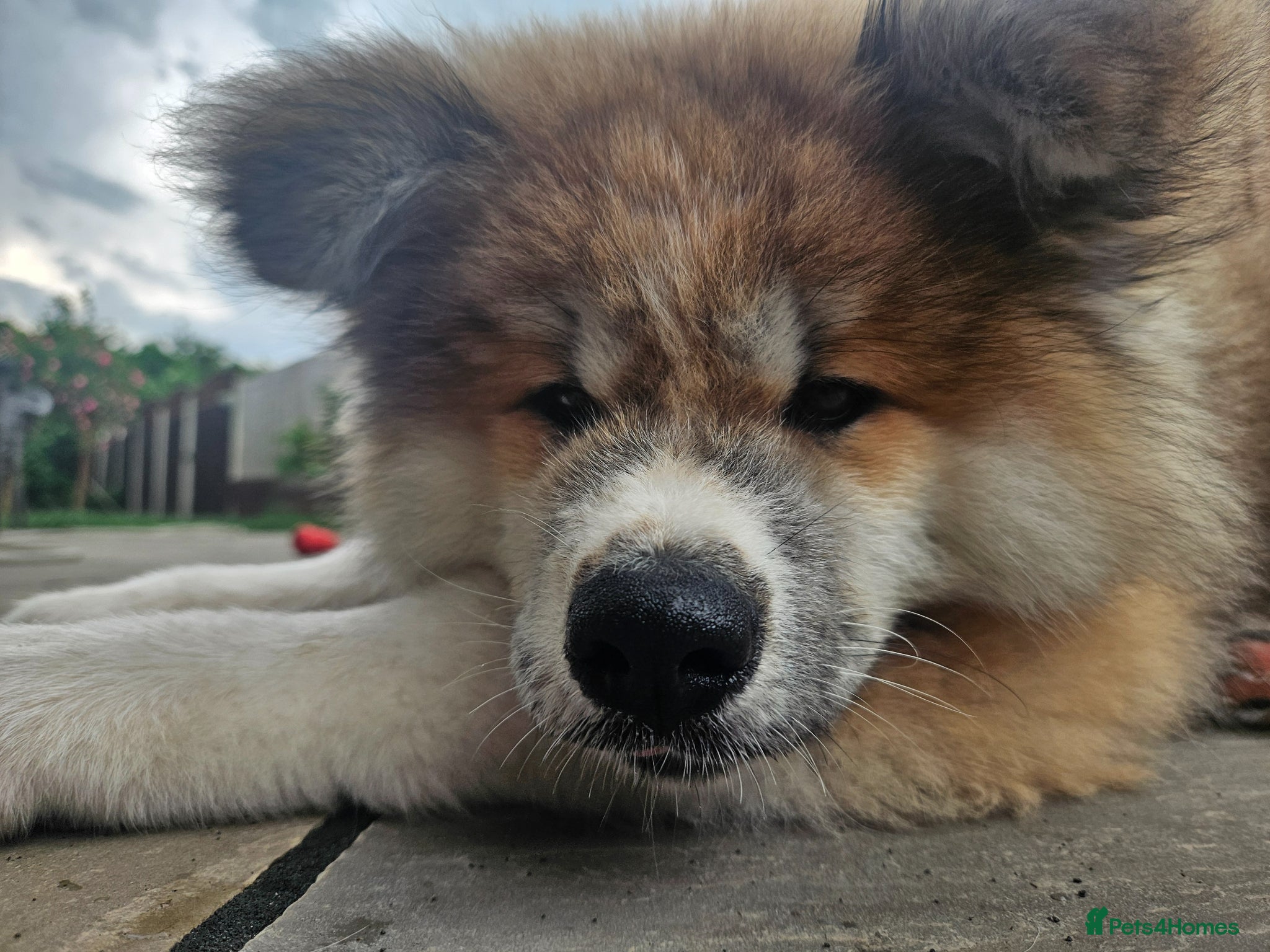 Japanese Akita Inu dogs for sale: RKC Registered Long-Coat Female - Advert 8