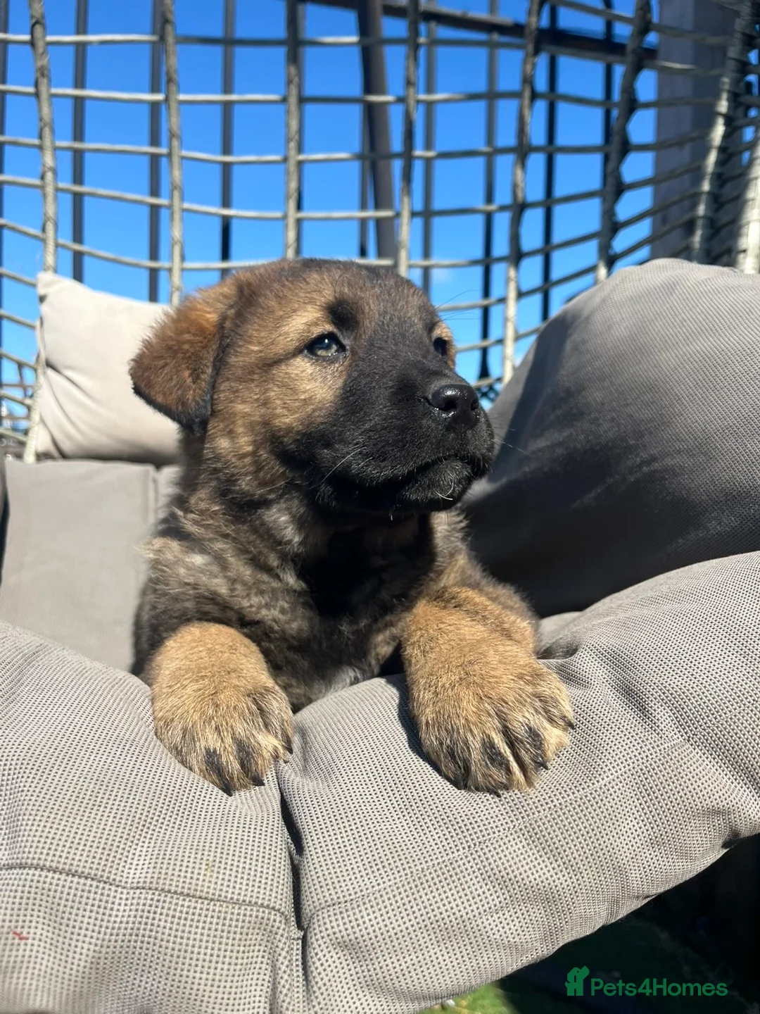 Mixed Breed dogs for sale: Caucasian x German shepard pups  in Tamworth - Advert 2