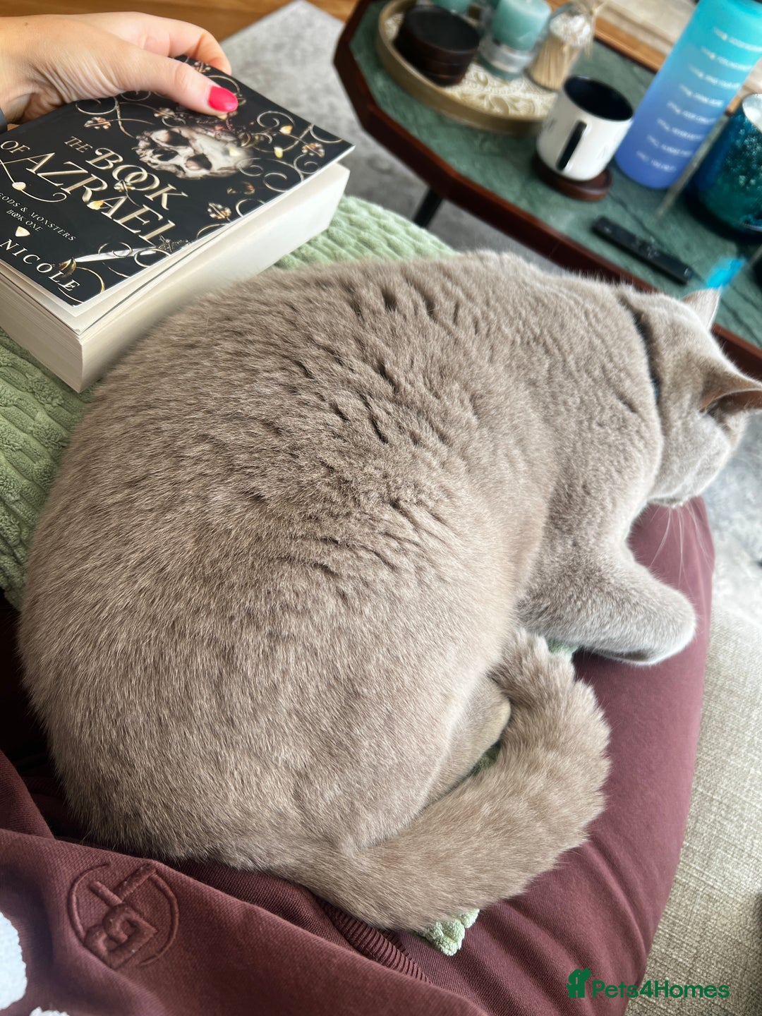 British Shorthair cats for sale: Lilac British shorthair MALE - Advert 9