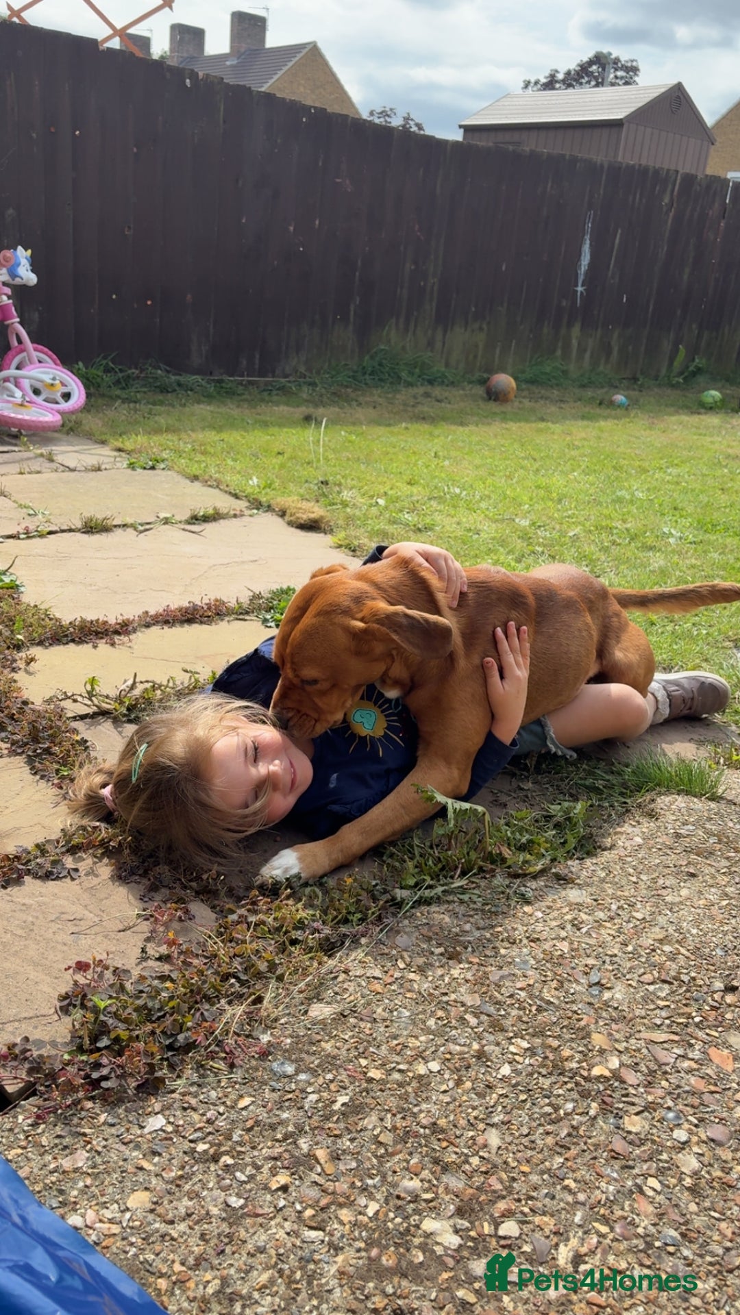 Mixed Breed dogs for sale: Thor ❤️ - Image 5