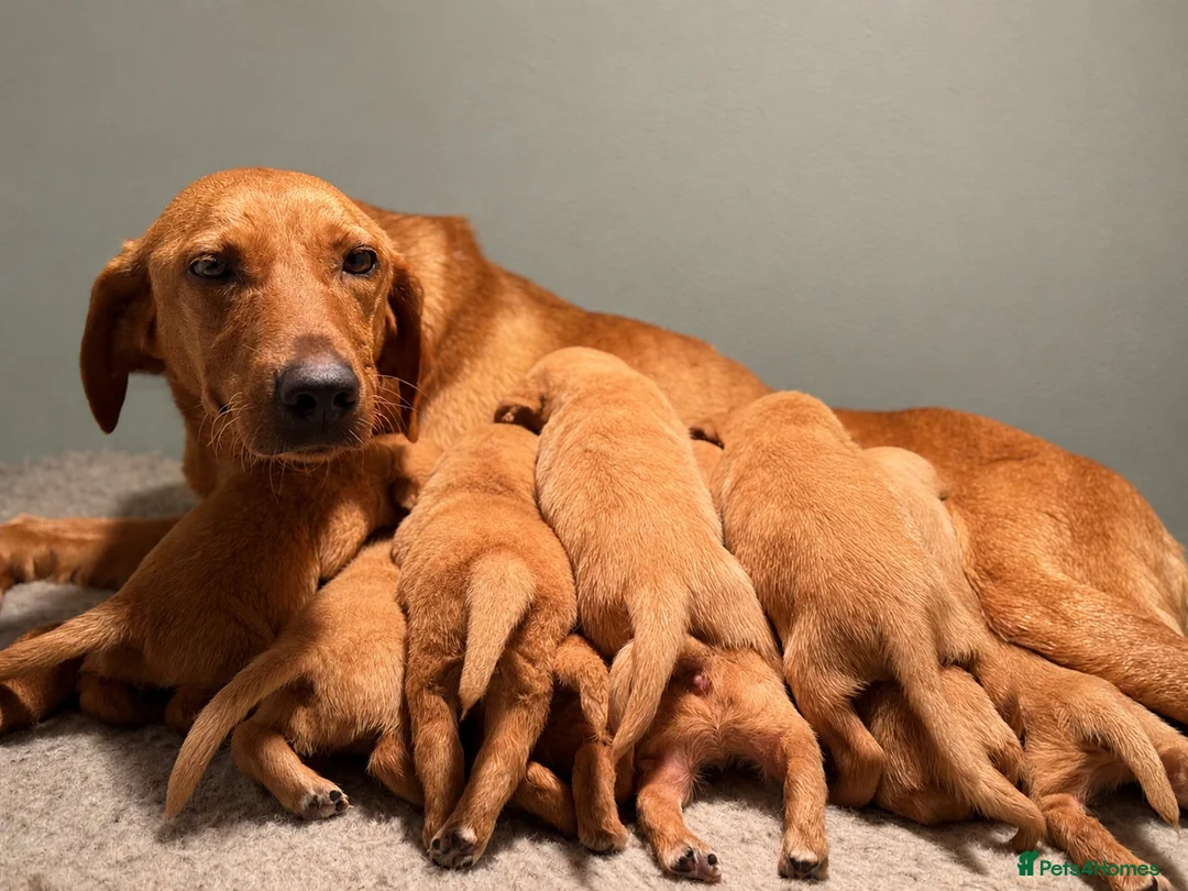 Goldador dogs for sale: Beautiful Red Goldador KC Reg Parents in Sleaford - Advert 1