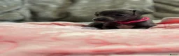 Italian Greyhound dogs for sale: 🏡 KC Italian greyhound puppies for sale 🏡 - Advert 14