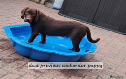 Cockerdor dogs for sale: F1 cockerdor puppies , cocker x labrador  - Image 39