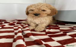 Mixed Breed dogs for sale: Cockapoo x cavapoo  - Image 4