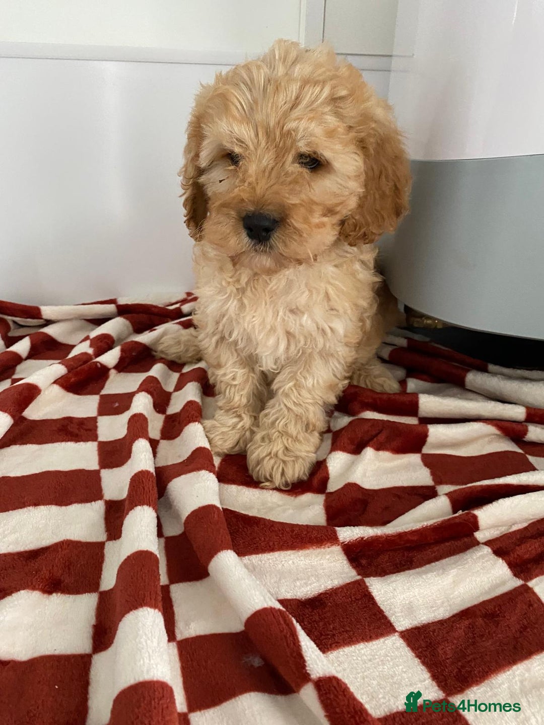 Mixed Breed dogs for sale: Cockapoo x cavapoo  - Image 4