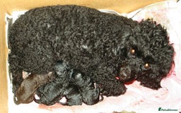 Cockapoo dogs for sale: F1 cockerpoo puppies  - Image 5